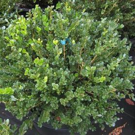 Little Leaf Boxwood