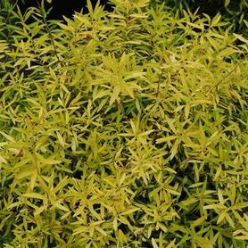 Spirea