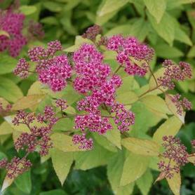 Spirea