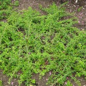 Cutleaf Stephanandra