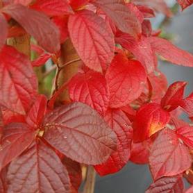 Korean Stewartia