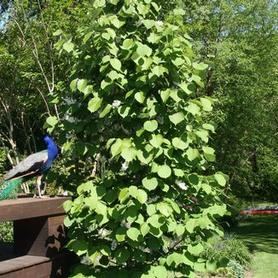 Fragrant Snowbell