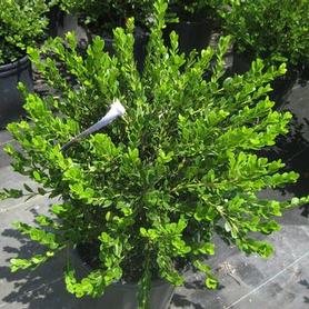 Little Leaf Boxwood