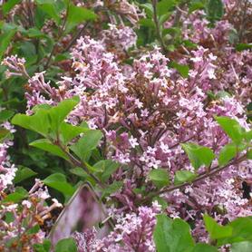 Meyer Lilac