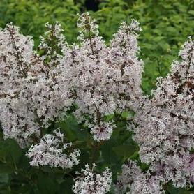 Dwarf Manchurian Lilac