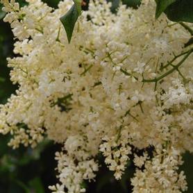 Japanese Tree Lilac