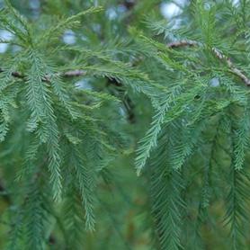 Baldcypress