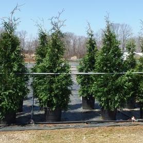 Arborvitae