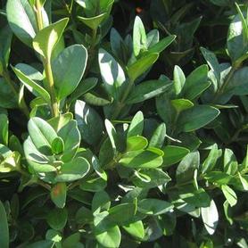 Common Boxwood