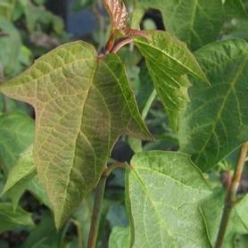 Mapleleaf Viburnum