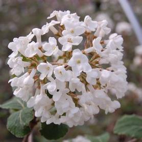 Koreanspice Viburnum