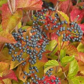 Arrowwood Viburnum