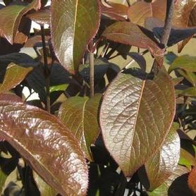 Blackhaw Viburnum