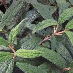 Leatherleaf Viburnum