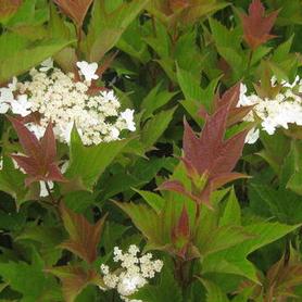 American Cranberrybush