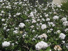Burkwood Viburnum