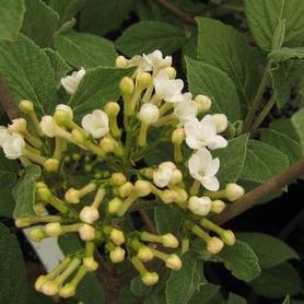 Judd Viburnum