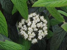 Lantanaphyllum Viburnum