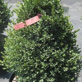 Little Leaf Boxwood