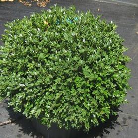 Boxwood
