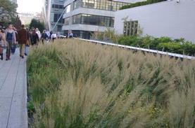 Korean Feather Reed Grass