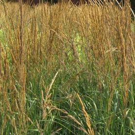 Feather Reed Grass