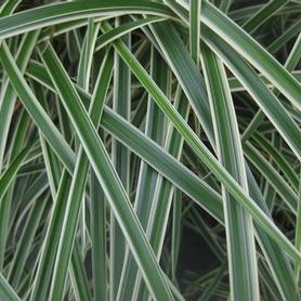 Japanese Grass Sedge