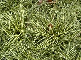 Golden Sedge