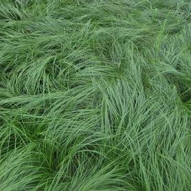 Pennsylvania Sedge