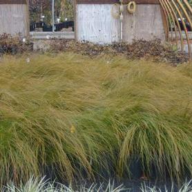Orange New Zealand Sedge