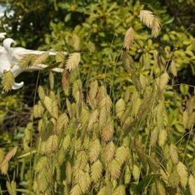 Northern Sea Oats