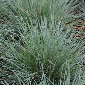Blue Fescue