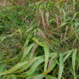 Hakone Grass