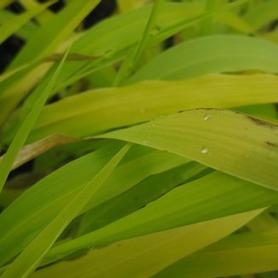 Gold Hakone Grass