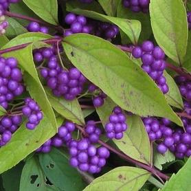Beautyberry