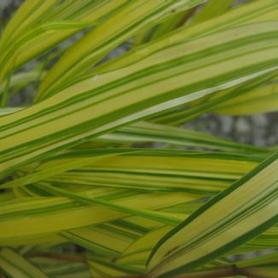 Golden-Variegated Hakone Grass