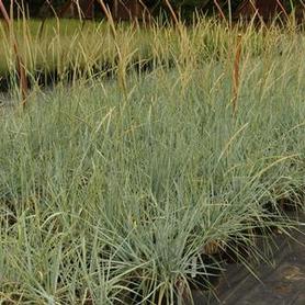 Lyme Grass, Dune Grass