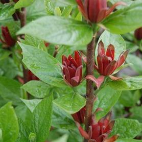 Sweetshrub