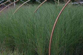 Maiden Grass