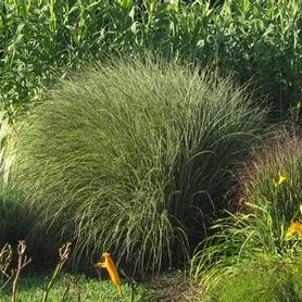Maiden Grass