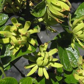 Sweetshrub