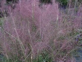 Pink Muhly Grass
