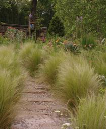 Mexican Feather Grass
