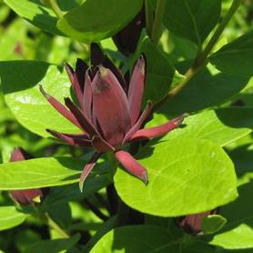 Sweetshrub