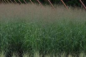 Switchgrass