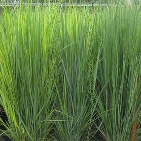 Switchgrass