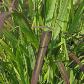 Switchgrass