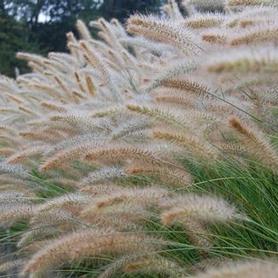 Fountain Grass