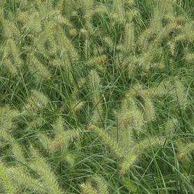 Dwarf Fountain Grass