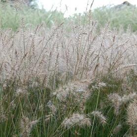 Fountain Grass